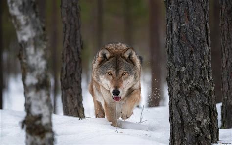 Alpha Wolf hunting on snow HD wallpaper download