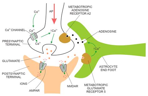 Chemical synapse (left) and electrical synapse (right). The AP with red ...