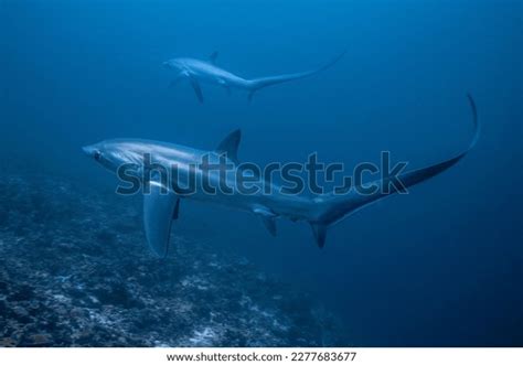 722 Thresher Shark Images, Stock Photos, 3D objects, & Vectors | Shutterstock