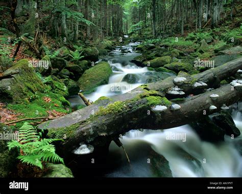 wild brook in primeval forest Bavarian Forest National Park Bavaria ...