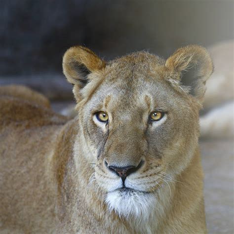 Lioness Stock Photos, Pictures & Royalty-Free Images - iStock