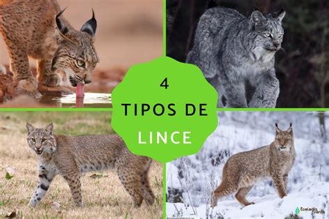 Lince doméstico: características, tipos e curiosidades sobre a🈺 Explore ...