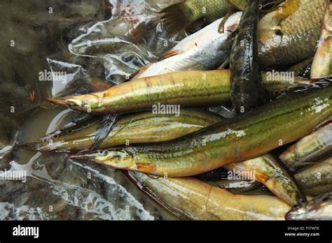 Bangladesh fish hi-res stock photography and images - Alamy