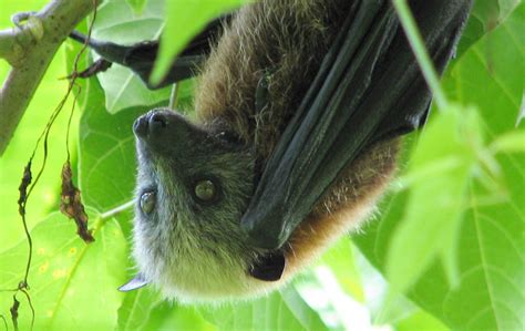 National Park of American Samoa Wildlife - National Park Photographer