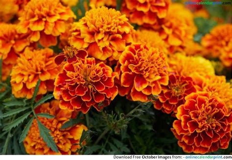 October Flowers | Growing marigolds, October birth flowers, Easiest ...