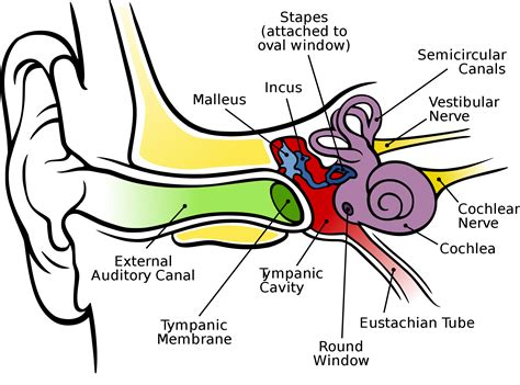 Ear Anatomy Diagram Vector Clipart Human Anatomy Diagram Etsy | Images and Photos finder