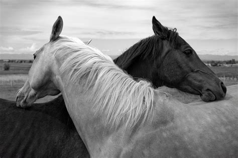 Intimate Connection: Stunning HD Wallpaper of Horses