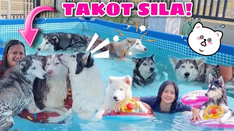 Husky Pack Members In A Pool! | Husky Pack TV - YouTube