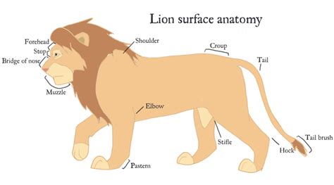 Science Class 6EP: THE LION IN THE ANIMAL KINGDOM