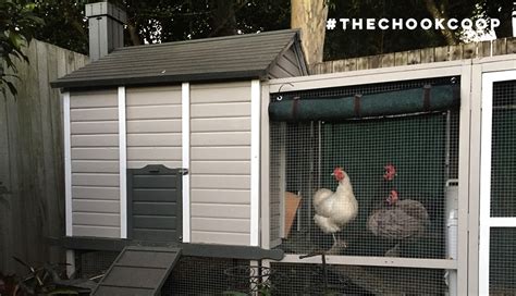 Chicken Coop Predator Prevention