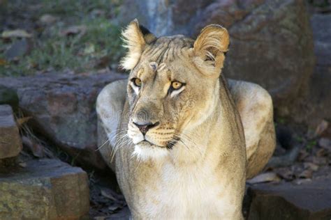 Female Lion Roaring stock image. Image of yell, strength - 62718957