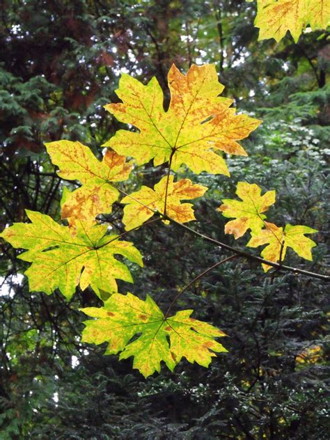 Bigleaf Maple | Small Tree Seedling – SequoiaTrees.com