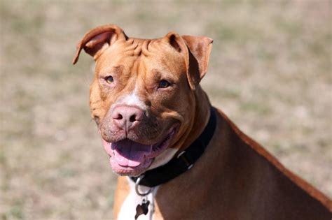 Red Nose Pitbull - The Facts About This American Terrier - Animal Corner