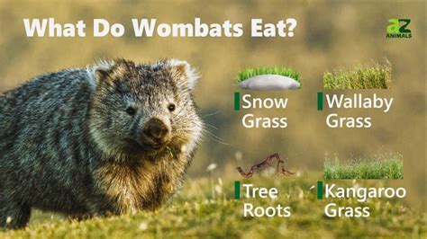 What Do Wombats Eat? - IMP WORLD