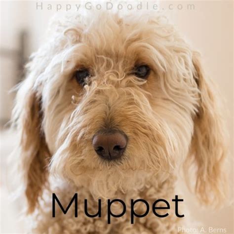 125+ Fluffy Dog Names You'll Swoon Over 😍 - Happy-Go-Doodle®