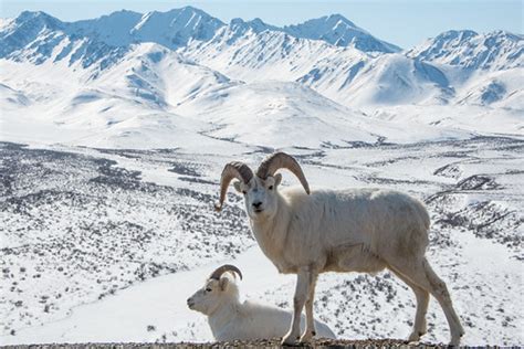 Dall Sheep | (NPS Photo/Lian Law) | Denali National Park and Preserve | Flickr