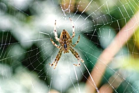 How To Prevent a Spider Infestation? - Canberra Pest Control