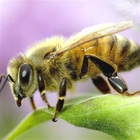 How to Remove a Bee Stinger | Healthy Living