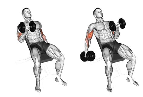 Exercise Database (Biceps21) - Seated Alternate Incline Dumbbell Biceps ...