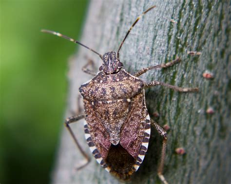 Invasive Species: Brown Marmorated Stink Bug