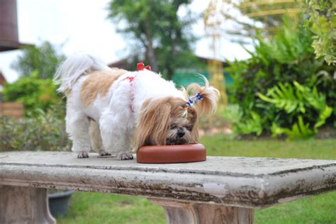 The Ultimate Shih Tzu Feeding Chart — How To Feed Your Dog