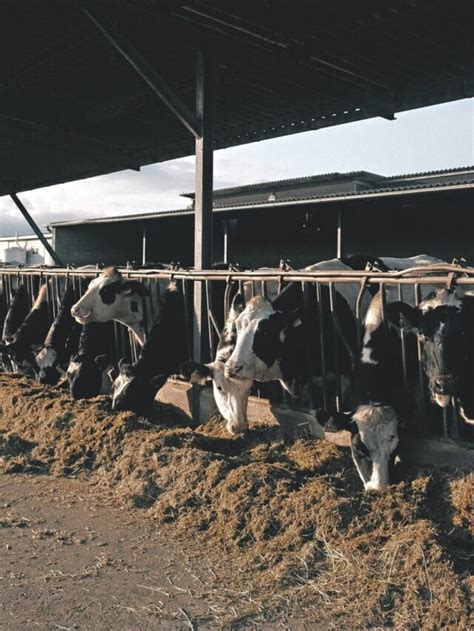 Why Dairy Farming Is Still Profitable! - Agriculture Review