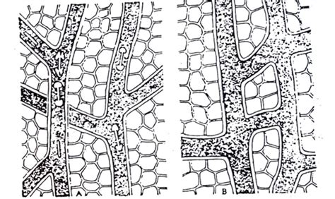 Plant Secretory Tissue - The Pharmacognosy