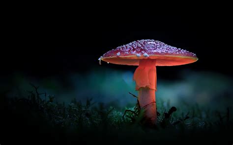 Wallpaper Mushroom, forest, backlight 1920x1200 Picture, Image