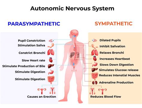 Autonomic Nervous System - Anatomy, Types, Functions, Disorders