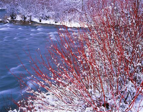 Red Osier Dogwood in Winter- | Red osier dogwood on the midd… | Flickr