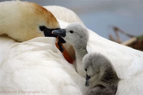 Mute Swan cygnets photo WP09548