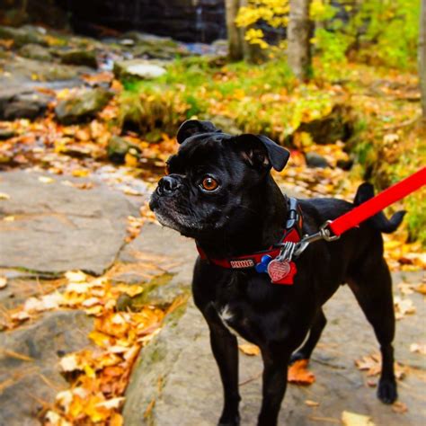 Exploring Maine with Boston Terrier-Pug Mix Ali