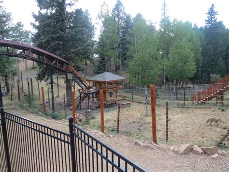 Colorado Wolf and Wildlife Center – Divide, CO | Wolf, Coyote, Fox Sanctuary