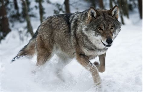 Coywolves In Our Backyards | BiologyWriter