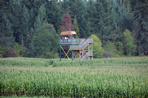 Corn Maze | McNab's Corn Maze & Produce Farm