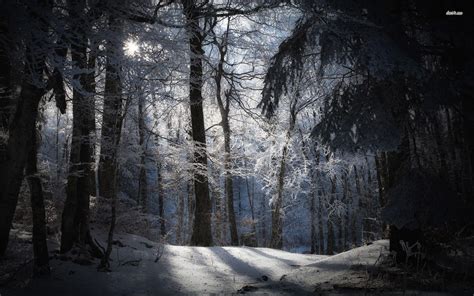 Dark Snowy Forest Wallpapers - Top Free Dark Snowy Forest Backgrounds - WallpaperAccess