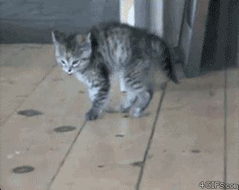 cant help but awww funny cats gif | WiffleGif