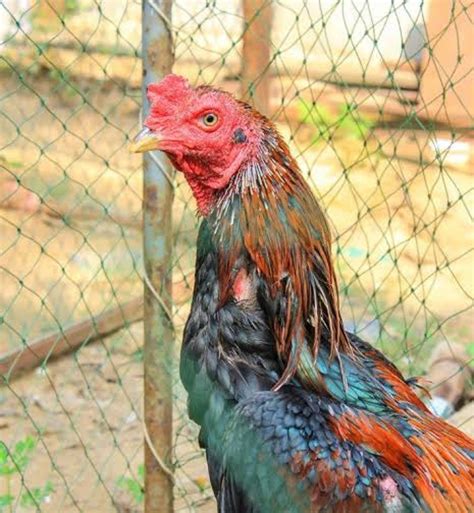 Dark Aseel (Asil) Chicken - Chicks for Sale | Cackle Hatchery