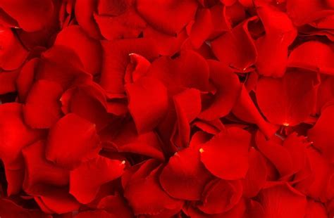 Premium Photo | Rose petals closeup