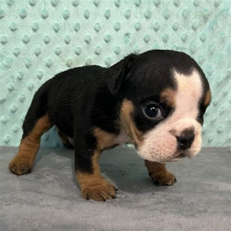 English Bulldog Puppies for Sale | VIP Puppies