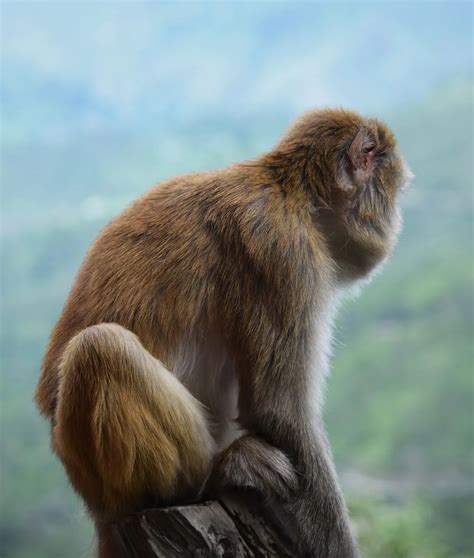 Fauna of the Himalayan Foothills | Smithsonian Photo Contest ...