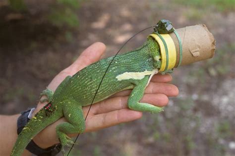 The King of Anoles Has a Palacial Residence - Anole Annals