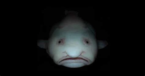 Blobfish Facts and its True Appearance in its Underwater Realm - Odd Facts