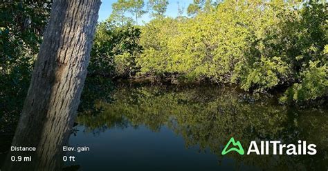 Salt Springs Trail, Florida - 322 Reviews, Map | AllTrails