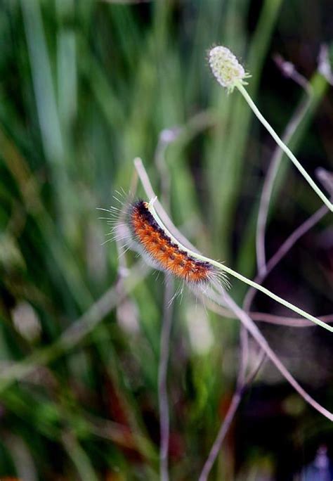 Fuzzy Caterpillar by Karen Adams | Fuzzy caterpillar, Butterfly photos, Fuzzy