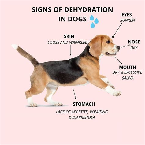 What Are Signs Of Dehydration In A Dog