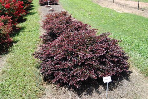 Loropetalum chinense var. rubrum First Editions® Crimson Fire™PP25534 – Nurseries Caroliniana