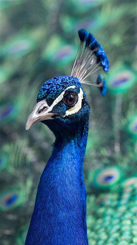 Peacock Animal Bird Nature Blue iPhone 8 Wallpapers Free Download