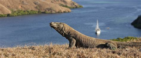 komodo_national_park - Bayview Gardens Hotel