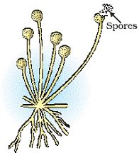 Spore Formation Diagram